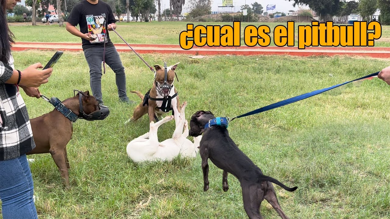 Pitbull APBT, Dogo Argentino y perros tipo Bull coinciden en el mismo lugar