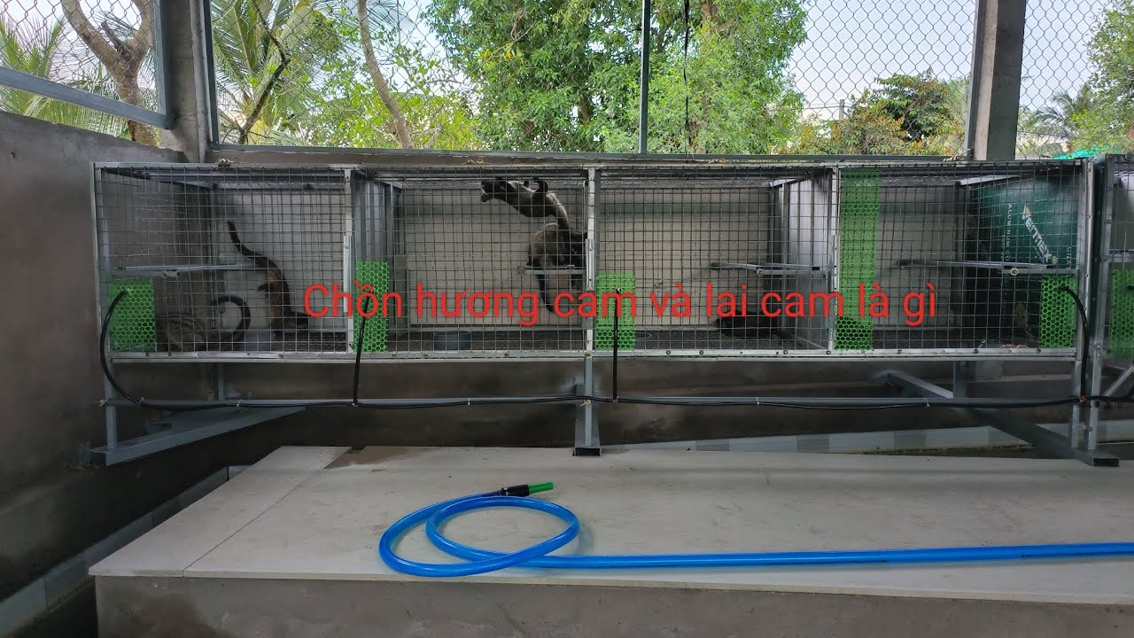 Các loại chồn hương trên thị trường: chồn hương đước, lào, cam, cam lai khác nhau như thế nào
