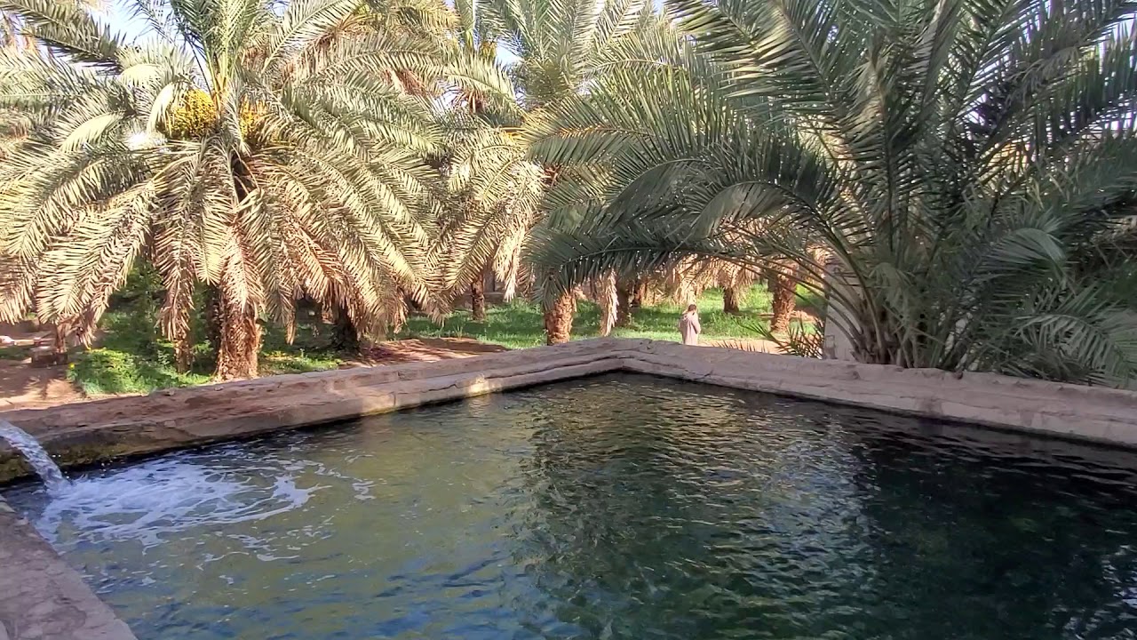 قصة المزرعة التي زرع فيها النبي ﷺ ٣٠٠ نخلة ، مزرعة سلمان الفارسي رضي الله عنه في المدينة