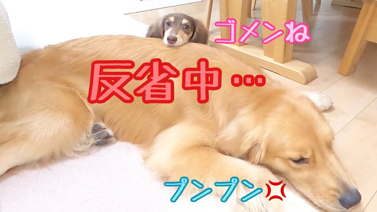 調子に乗ってやり過ぎたショコラ。ついにクッキーの怒りを買ってしまう！ゴールデンレトリバーのクッキーとミニチュアダックスフンドの子犬ショコラとの幸せな日常