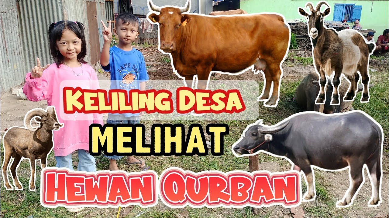 Keliling Desa Melihat Hewan Qurban bersama Isyana #sapi #kerbau #kambing