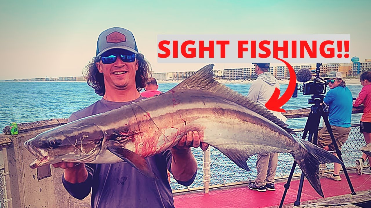Cobia on the Okaloosa Pier- (New PB!)