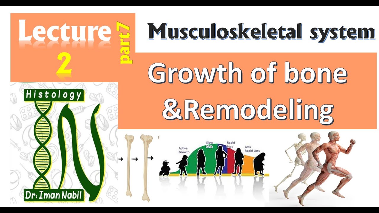 2g-Growth of bone and bone remodeling نمو العظام و اعاده الهيكله