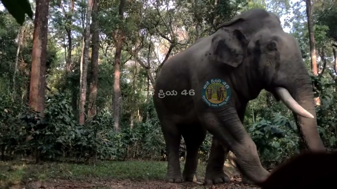 ಬೇಲೂರ್ ಭಾಗದಿಂದ ಮೂಡಿಗೆರೆ ಕಡೆಗೆ ಮಾಸ್ ಎಂಟ್ರಿ ಕೊಟ್ಟ ನಮ್ಮ ಹಾಸನದ ಕಾಡಾನೆ ಕಿಂಗ್ ಭೀಮ #elephant #wildlife 