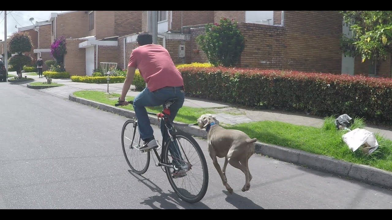 22. Enseñale A Tu Perro A Montar En Bicicleta
