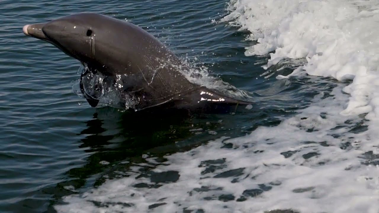 Fort Myers Beach, FL Dolphin Tour - Sight Sea-R Dolphin Boat