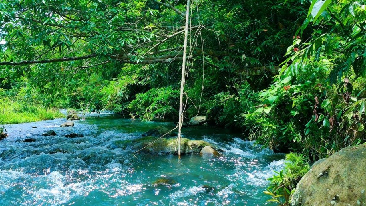 TRANQUIL RIVER STREAM LIVE – CALMING NATURE AMBIENCE FOR MEDITATION, FOCUS & SLEEP