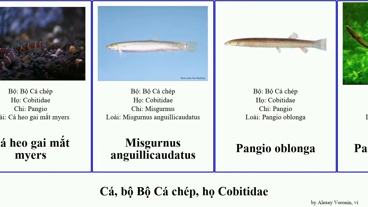 C&aacute;, bộ Bộ C&aacute; ch&eacute;p, họ Cobitidae fish myers gai heo taenia oblonga Pangio choirorhynchos chạch rắn