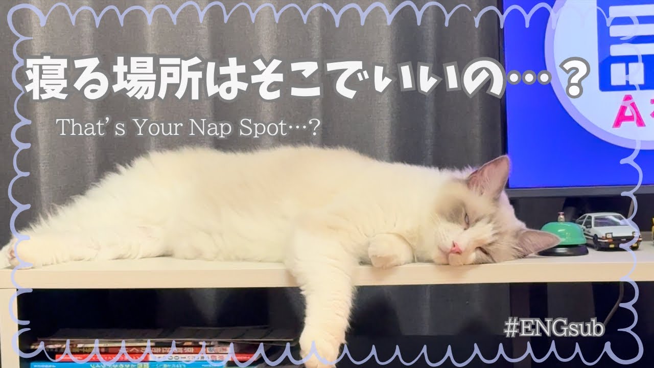 ウトウトする場所が独特なねこ 【癒し】【ENGsub】