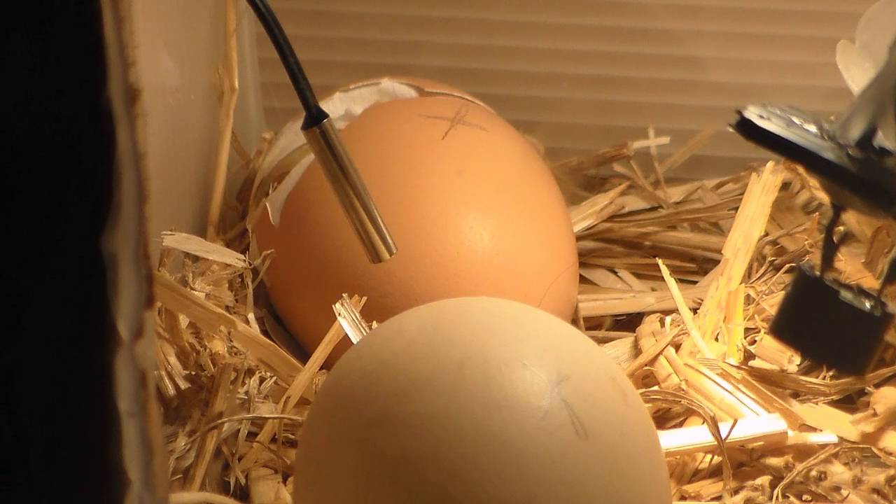 la nascita di un pulcino