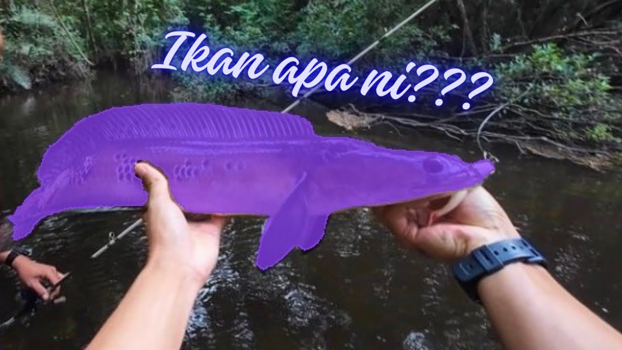 MISI MENCARI STRIKE PEMBUKAAN 2026!! | Berjaya Atau Tidak ??? #fishing #angler #vlog1 #channamaru 