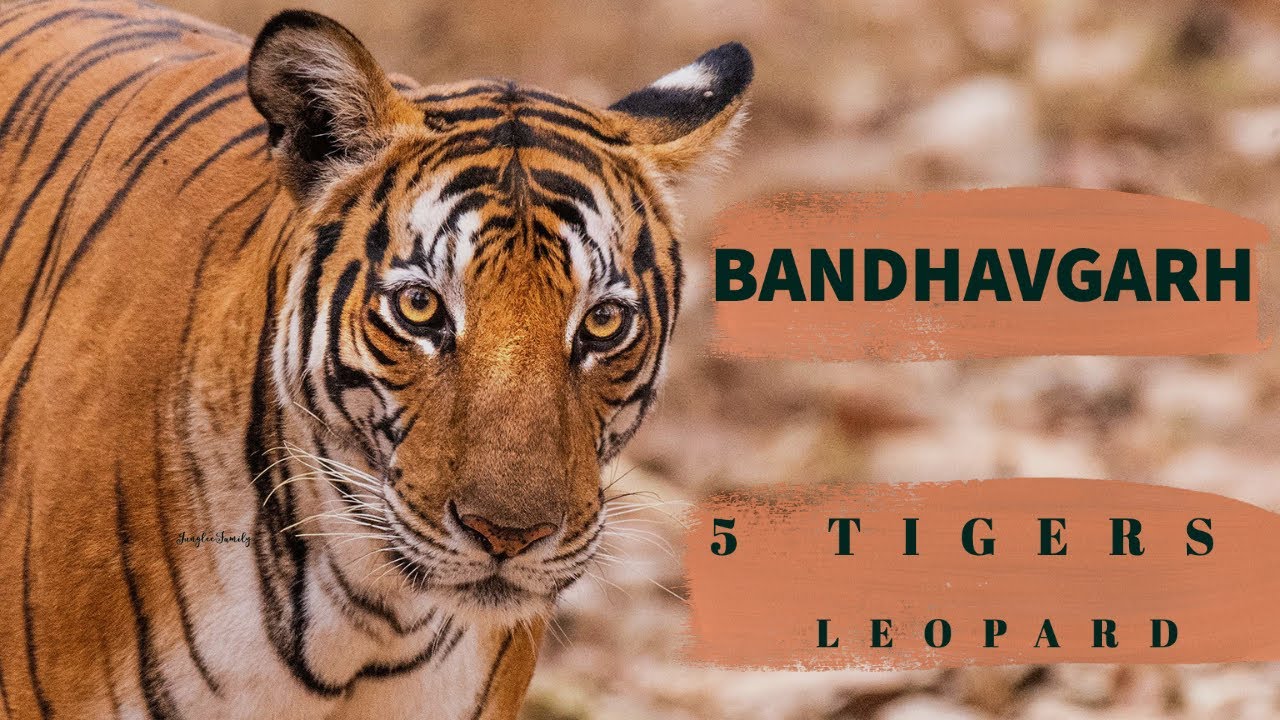 EP 8- Bandhavgarh National Park - Magadhi Zone| Wildlife Photography| Spotted 5 Tigers & 1 Leopard