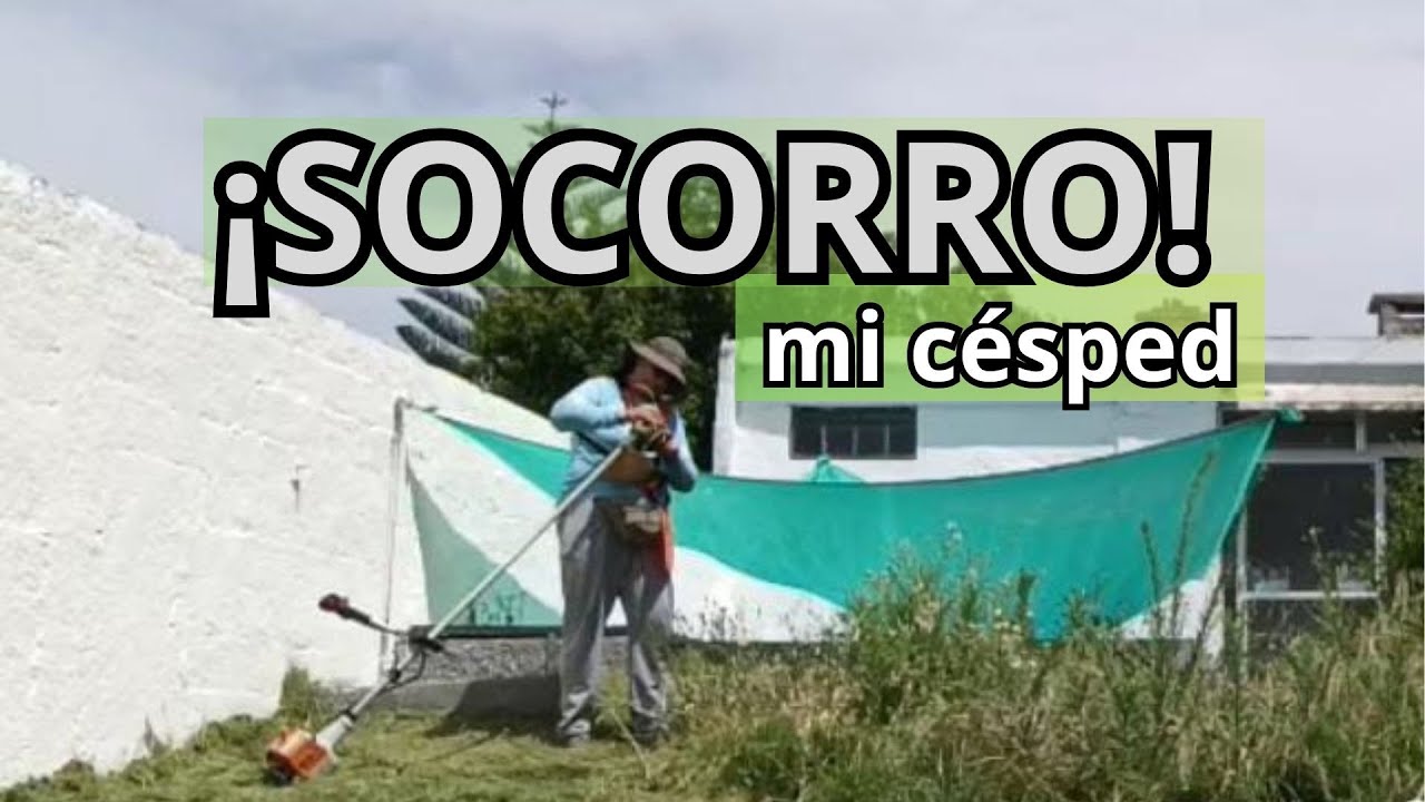 👉 ⚠️Lo que pasa cuando dejas crecer demasiado el césped