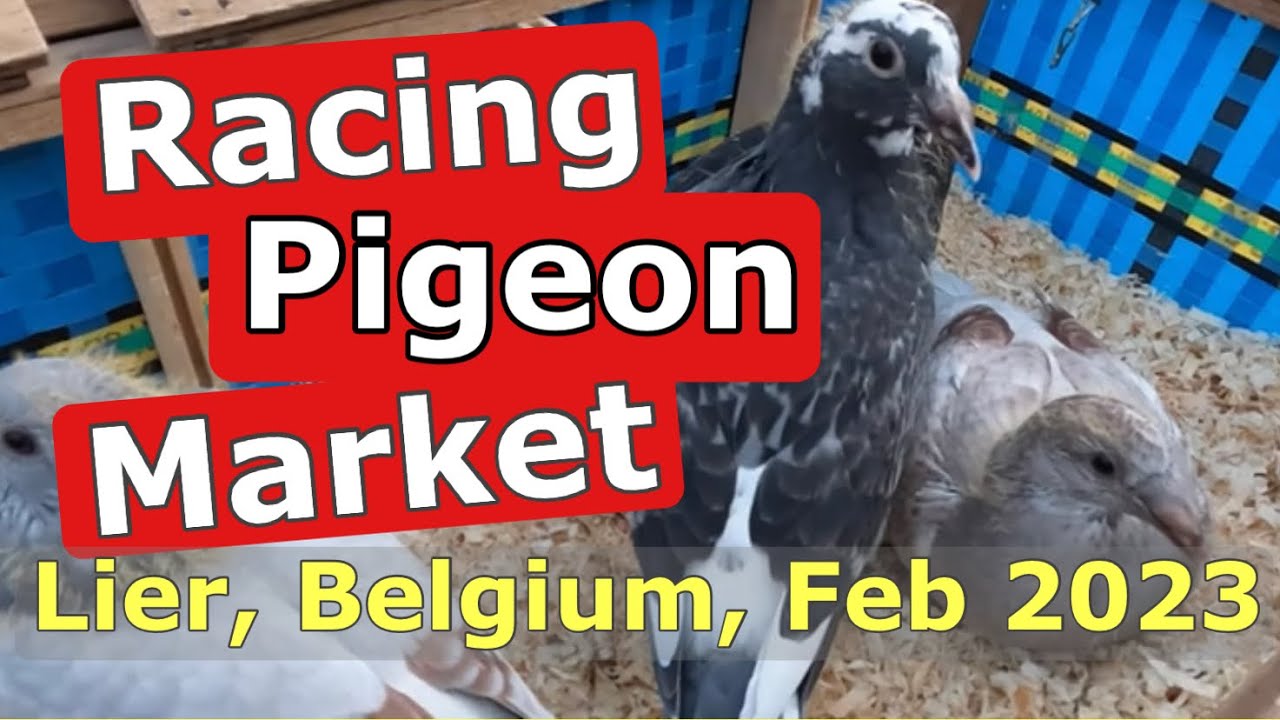 Racing Pigeon Market Lier, Belgium (19 February 2023)