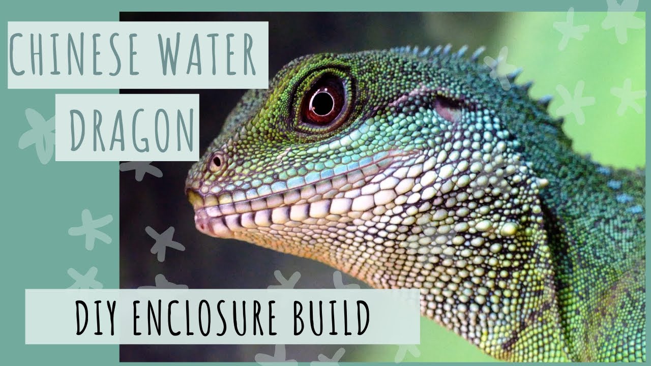DIY Background for a Chinese Water Dragon Enclosure