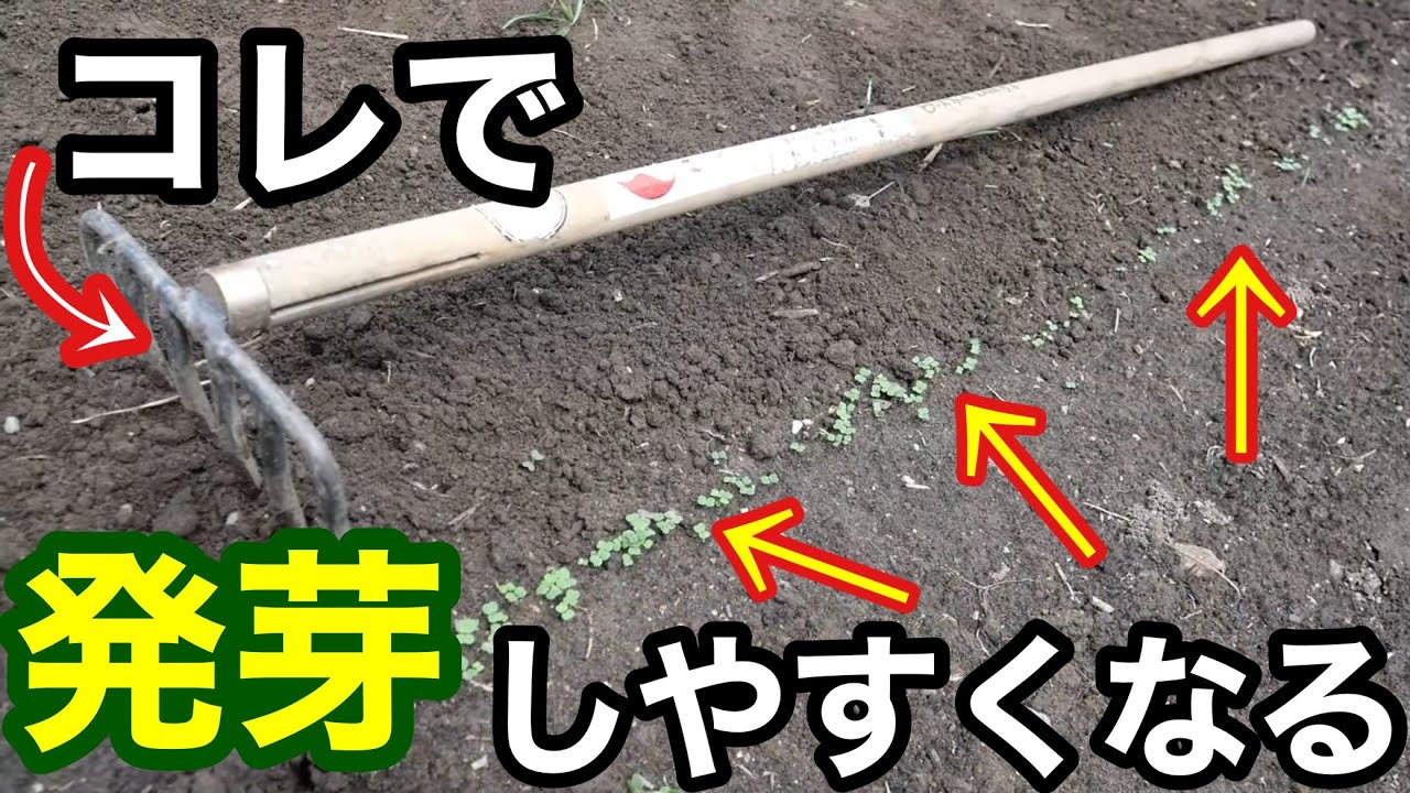【たね蒔き】発芽が揃う種蒔きのコツ･ポイント徹底解説《棒種蒔き/家庭菜園/タネまき》