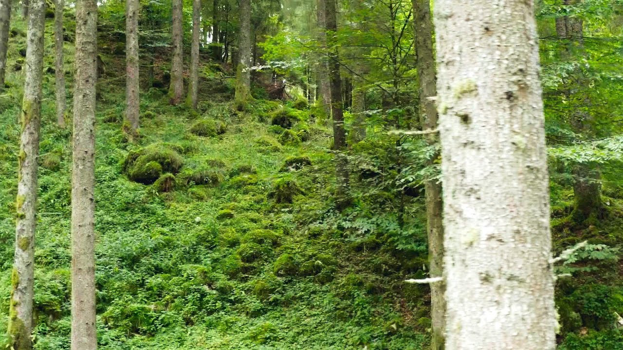 Le sfide della gestione forestale