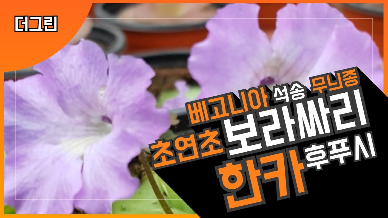 더 그린 가든센터🌳초연초🌸사랑초7  버쉬 칼라 어텀핑크  원더🌸보라싸리  🌸 베고니아6종 파이어브래씽 드래곤 🌸휴케라 9종🌸두모사 구상🌸후푸시 🌸  카리나타넥레이스  석송3종🌳