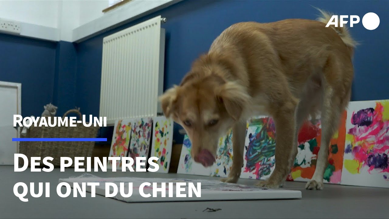 Des chiens abandonn&eacute;s se font artistes-peintres pour une association caritative britannique | AFP