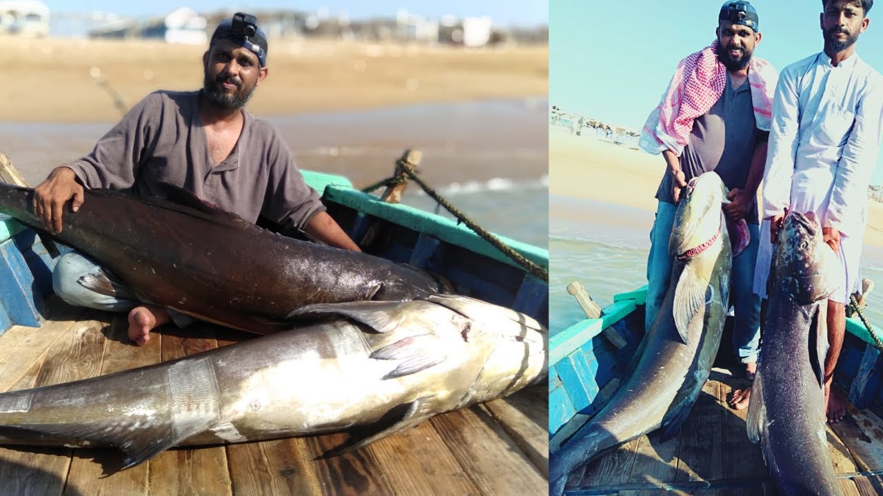 Humne 2 Big Monster Cobia Fish Kese Catch Ki |  Fishing in Karachi 2022 | Charna Island fishing 2022
