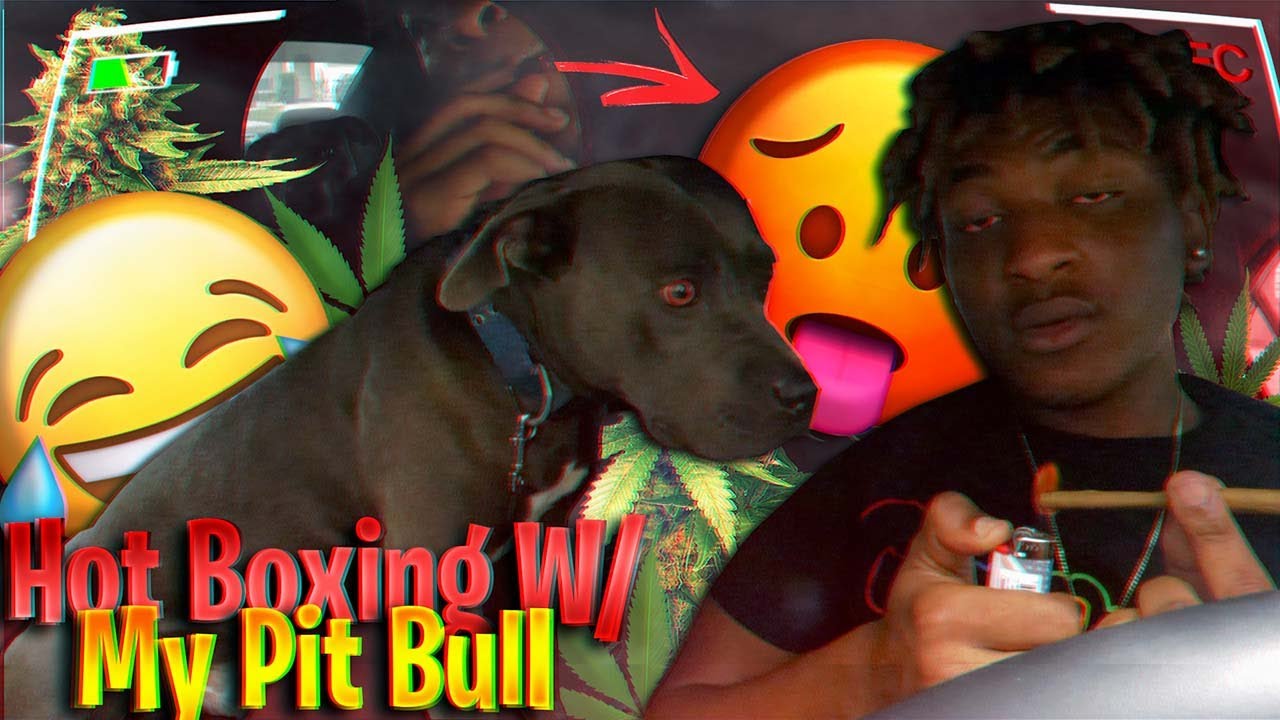 HotBoxing With My PitBull In My Car💨🐶 *He Nearly Died In The Back Seat* 💀🪦