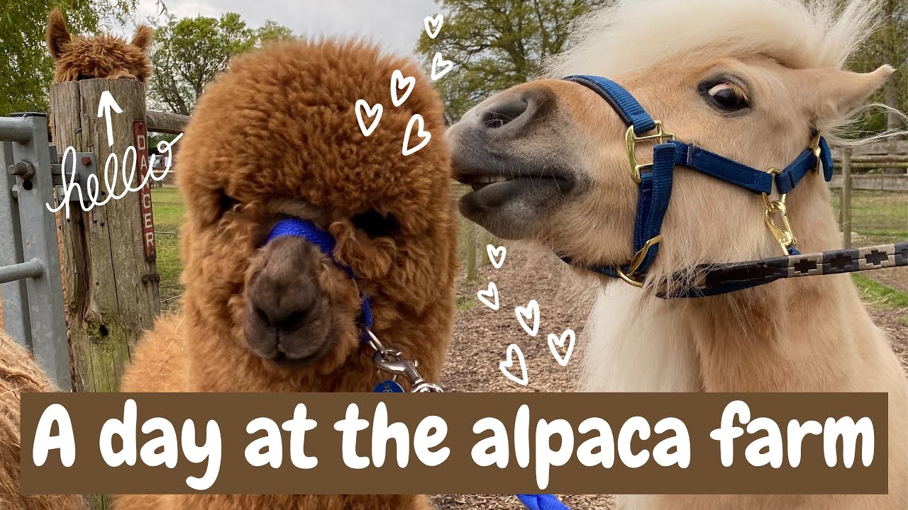 A day at the alpaca farm ~ pony meets alpaca 🦙 | Teddy the Shetland