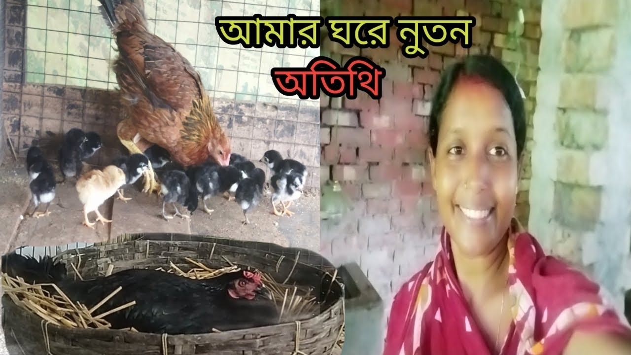 একটা মুরগি থেকে মাত্র ৬ মাসে ৭০টা মুরগি হলো 🥰Sundarban Ghorkonna 