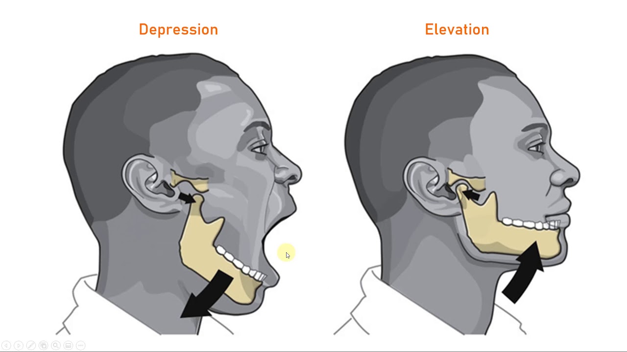 TMJ   Structure and Function