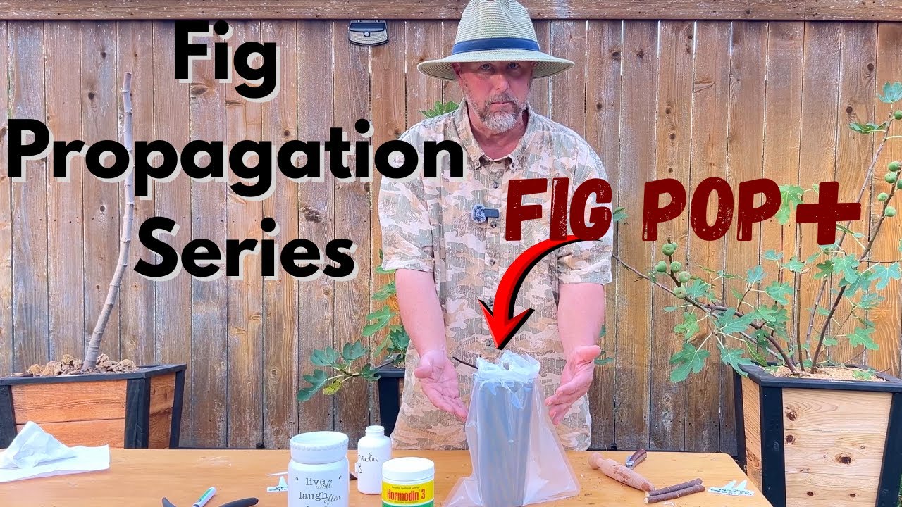 Серия по размножению инжира: Fig Pop+