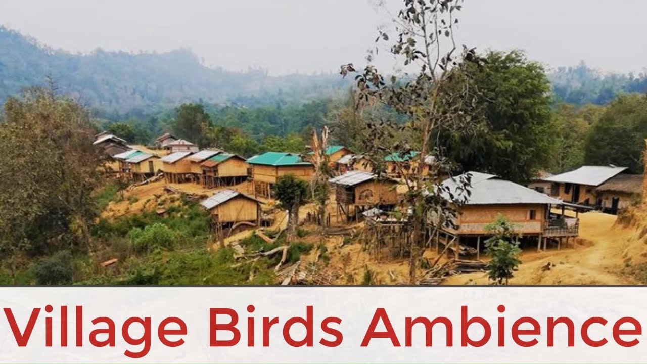 Village Birds Day Ambience|Day|Village|City|Garden|Animals|Think Sound effect