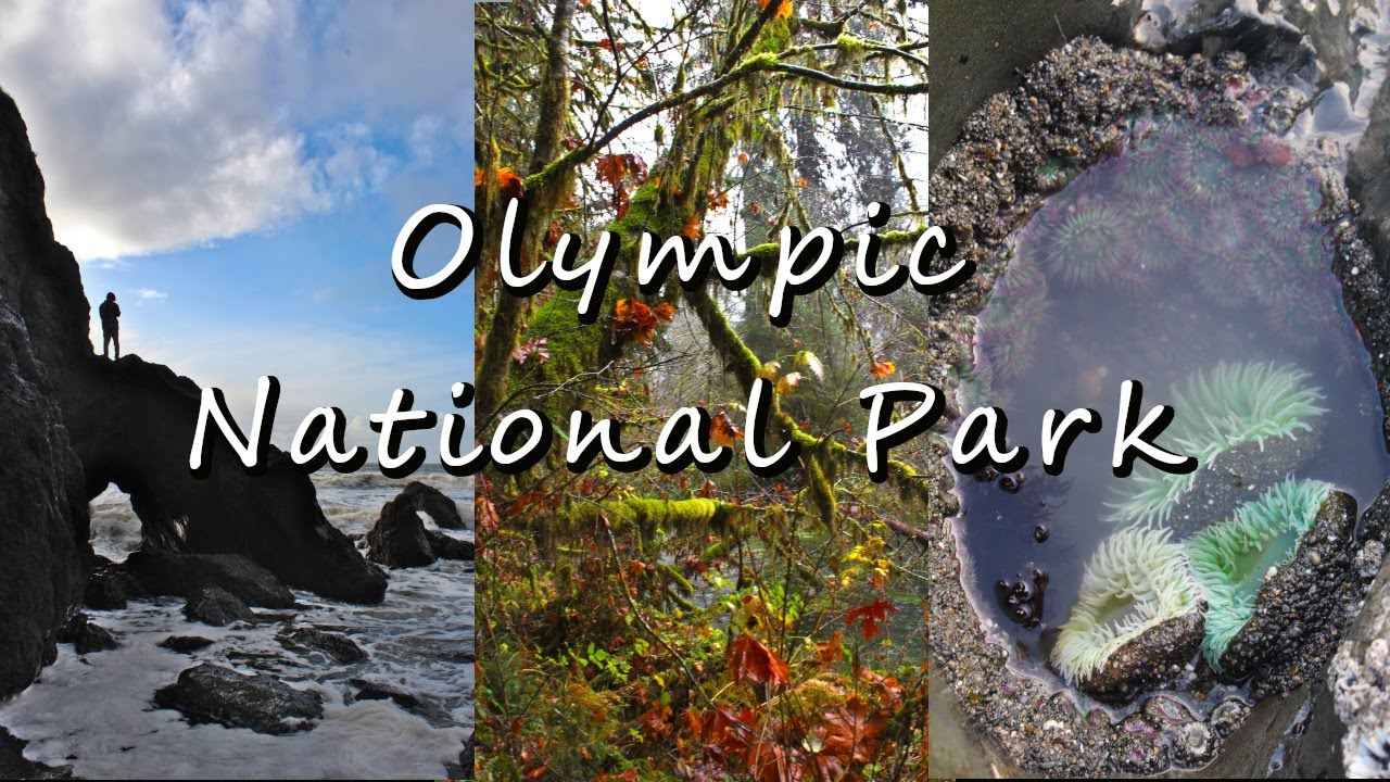 Olympic National Park [November Weather] Trails to do
