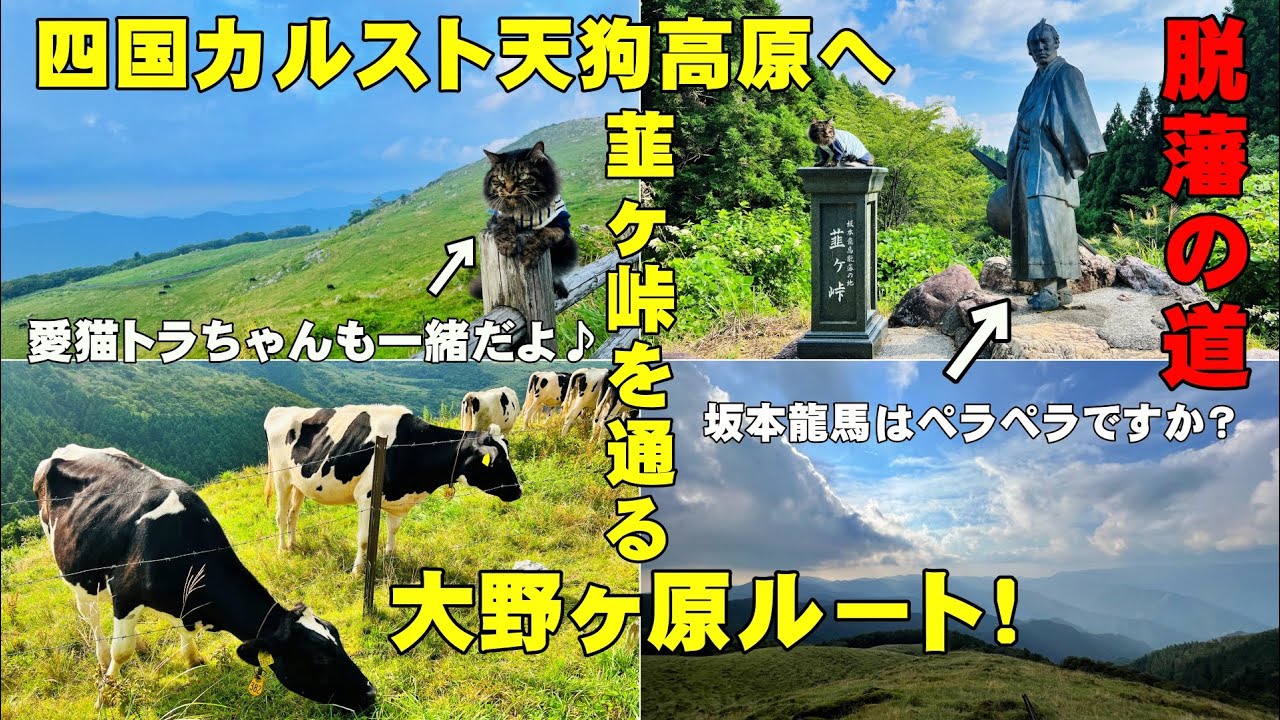 四国カルスト天狗高原へ！高知県梼原町から大野ヶ原ルートでドライブしながら行ってみよう。