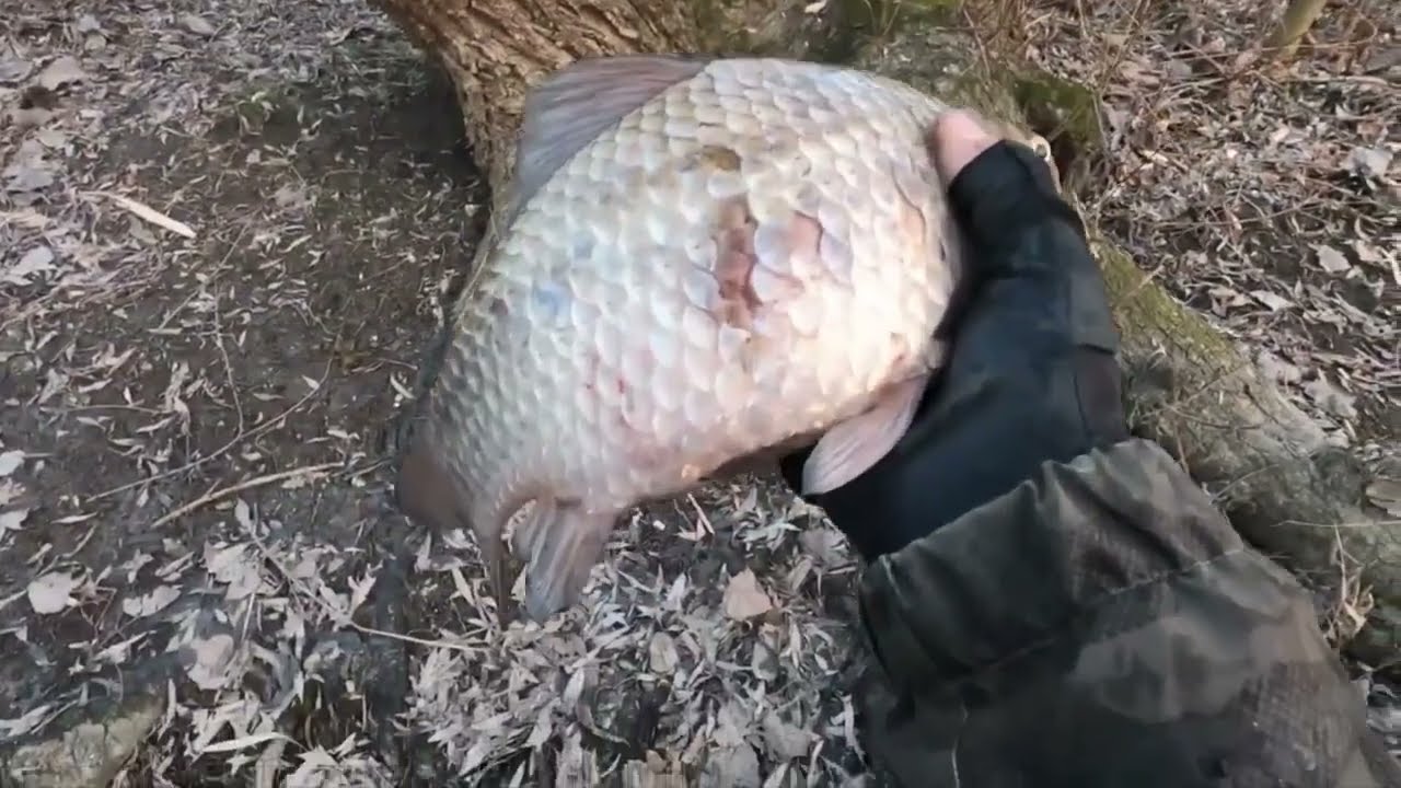 LARVA mindenek előtt... újra bizonyít... x horgászat Kirillel 02.14 redkrill.hu
