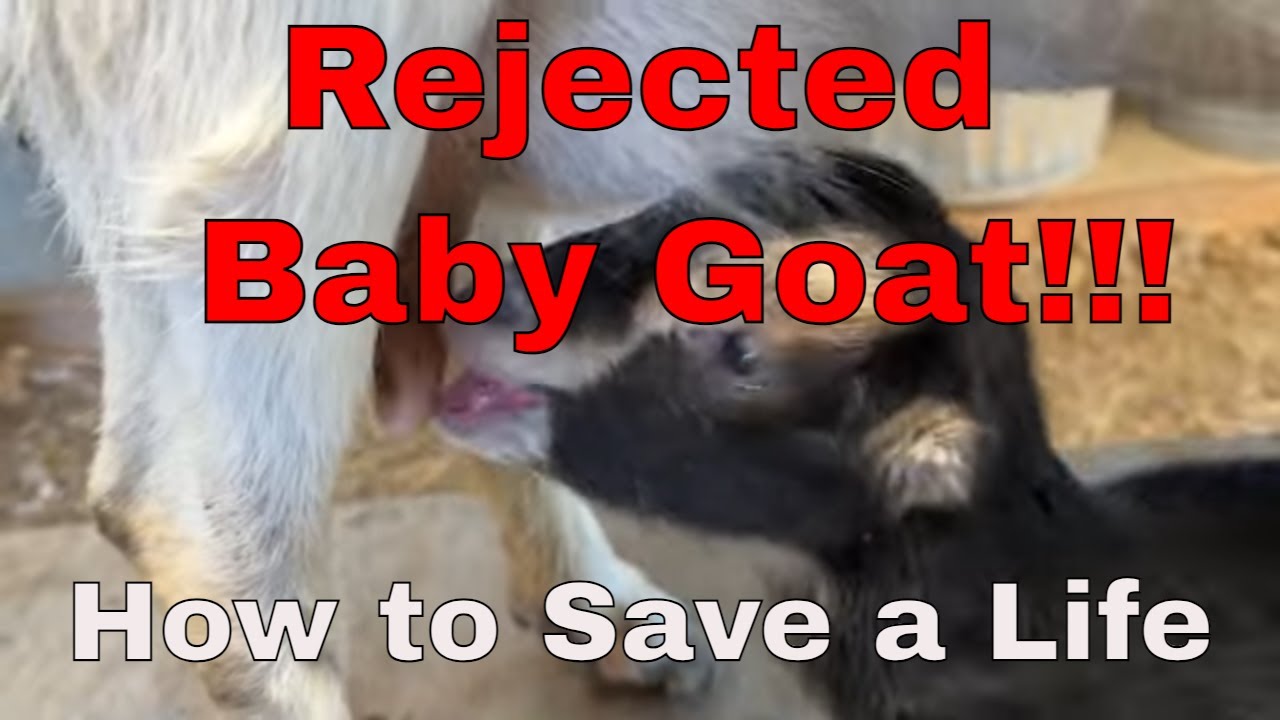 Heart Breaking Reality: How to Save a Rejected Baby Goat  🐐🍼