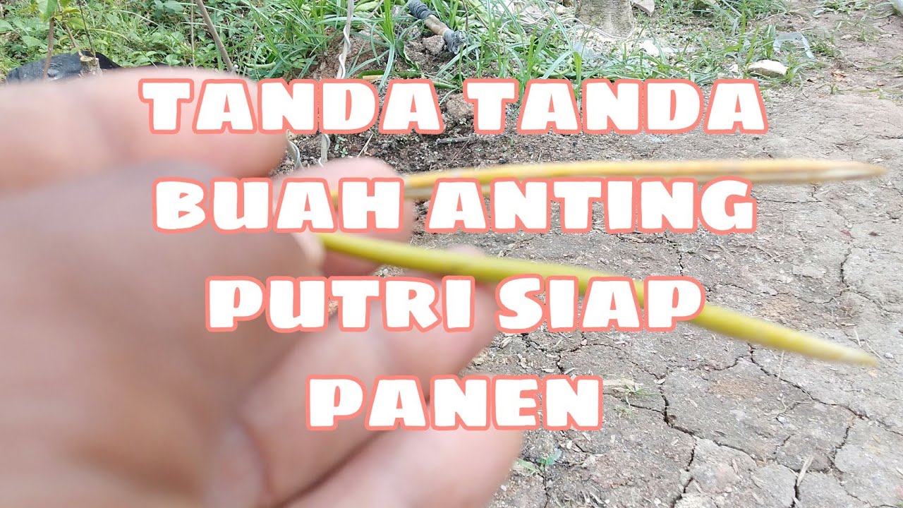 tanda tanda buah anting putri siap panen
