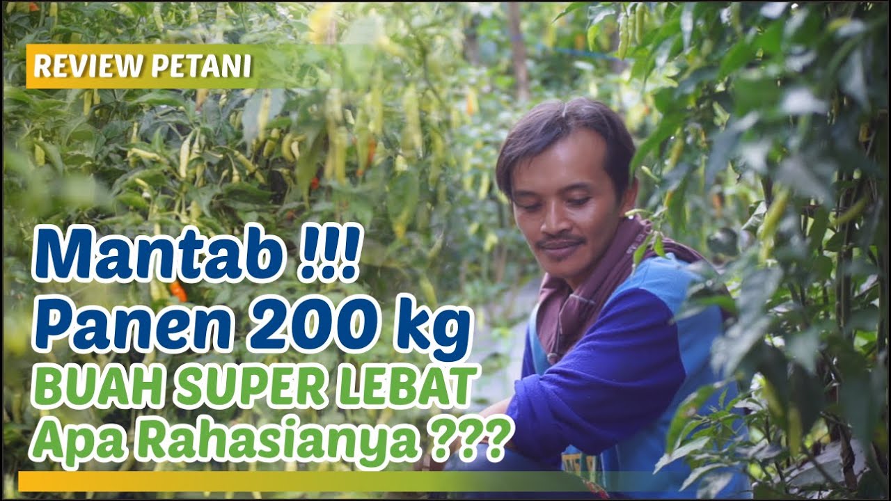🔴 TANPA PUPUK KIMIA !!! Pupuk Kandang dan Urine Hewan (POC) Membuahkan Hasil yang Melimpah