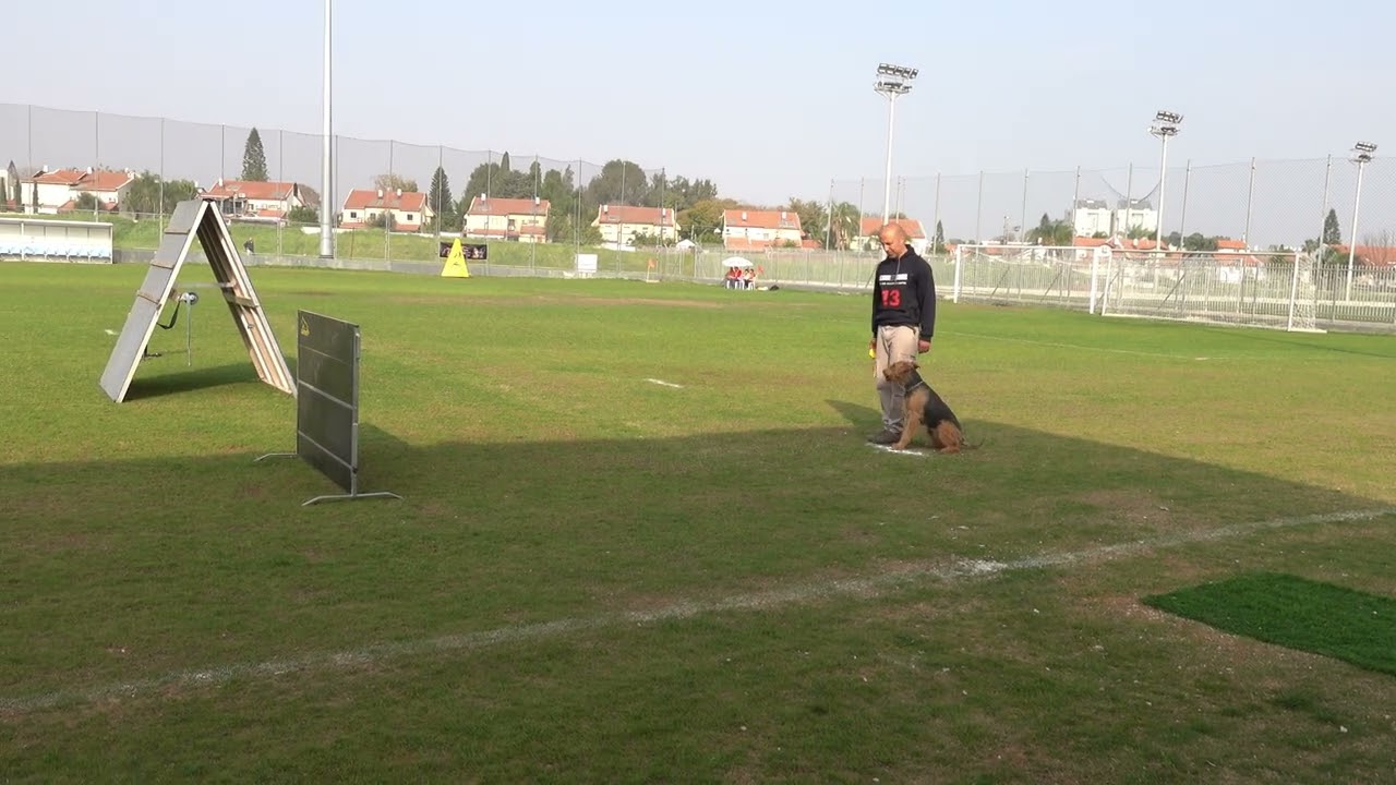Airedale terrier IGP 3 Israeli national championship 2023 B 87