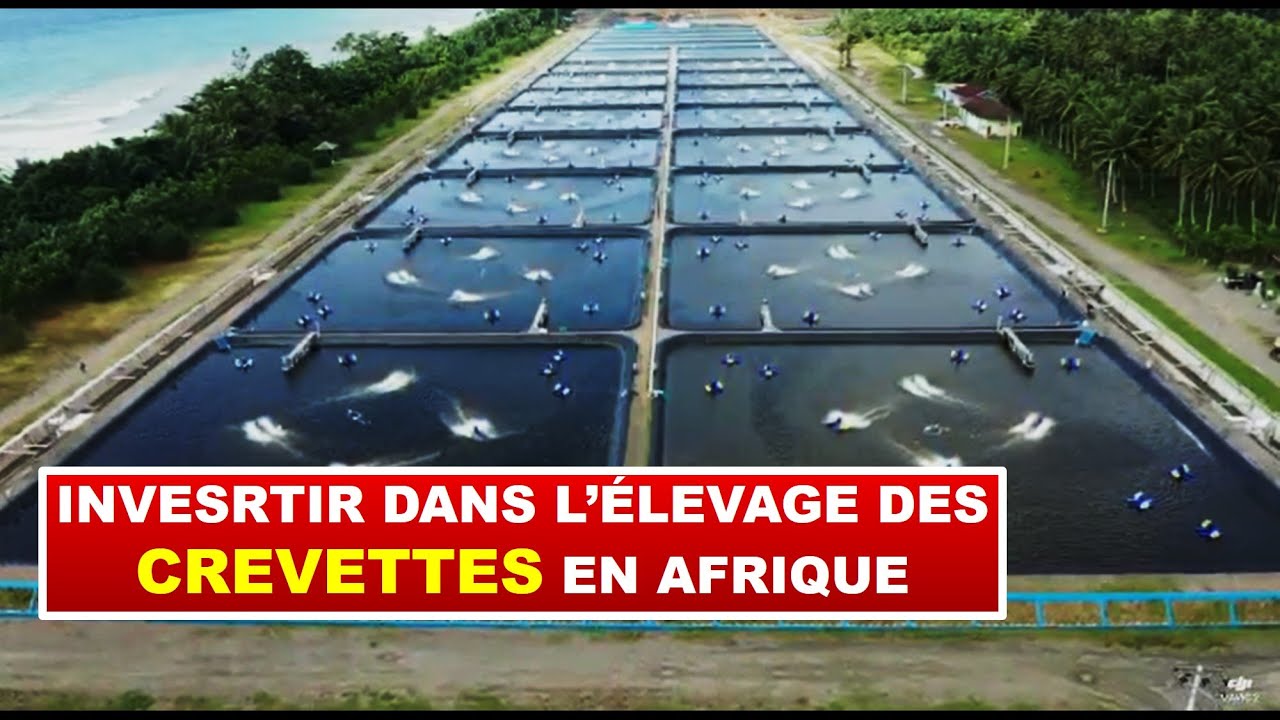 Investir dans l'élevage de crevette en Afrique