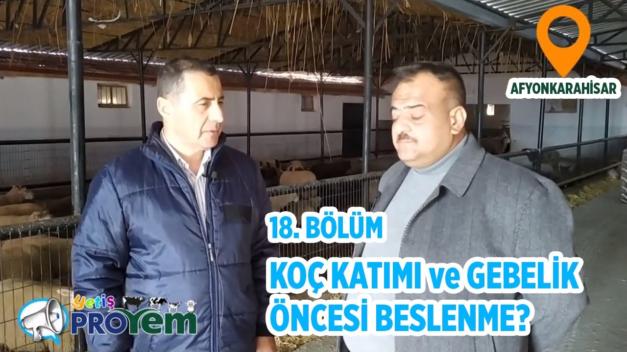 Koç katımı ve koyunlarda gebelik öncesi beslenme nasıl olmalı? - Yetiş Proyem 18. Bölüm