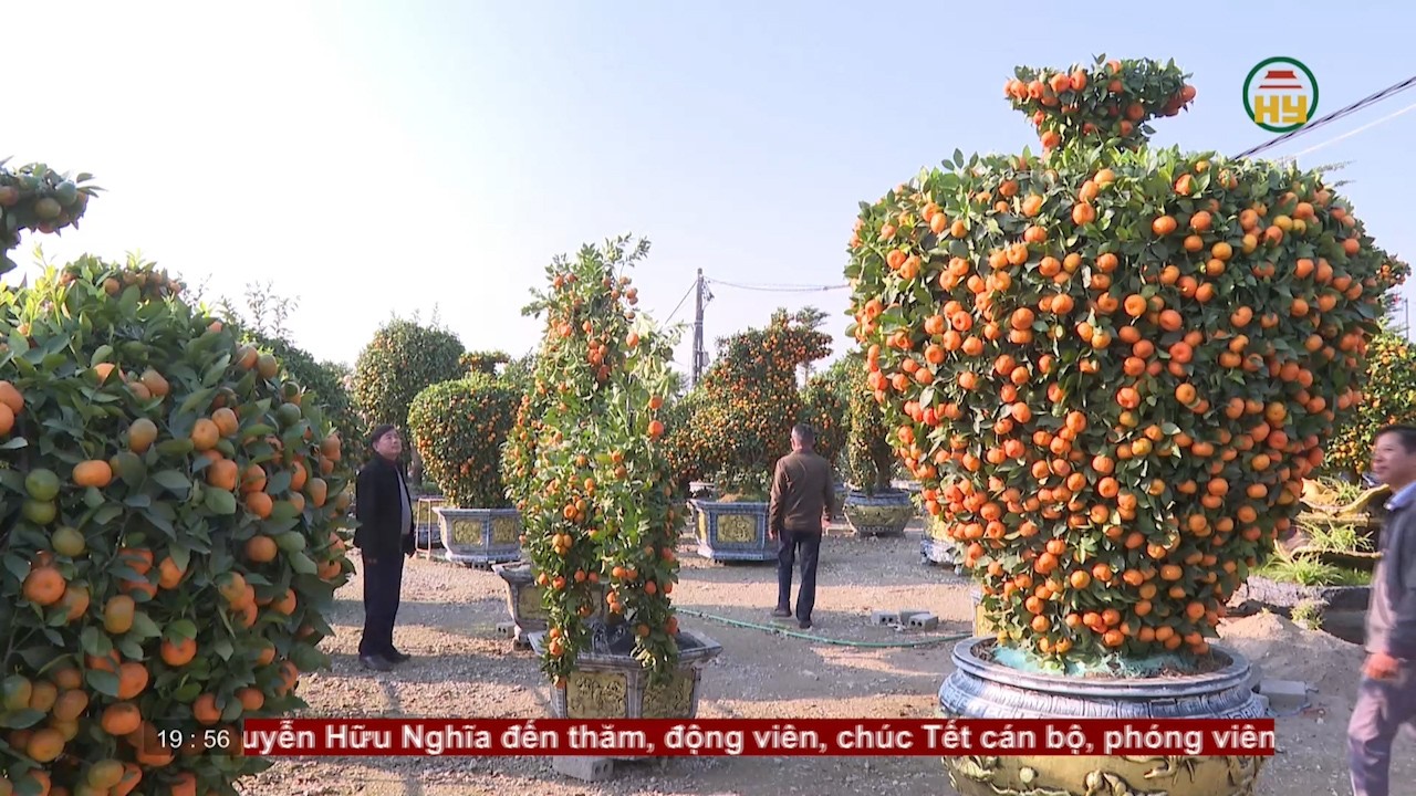C&acirc;y cảnh được gi&aacute;, người trồng phấn khởi | HYTV