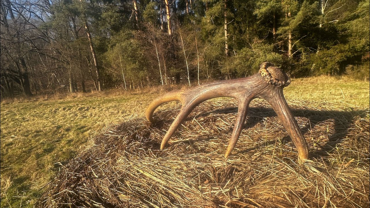 Pierwszy zrzut jelenia 2026 - styczeń -ósemak 💎®️🦌🌲🚨#hunting #deer #poroże #jelenie #zrzuty #nature