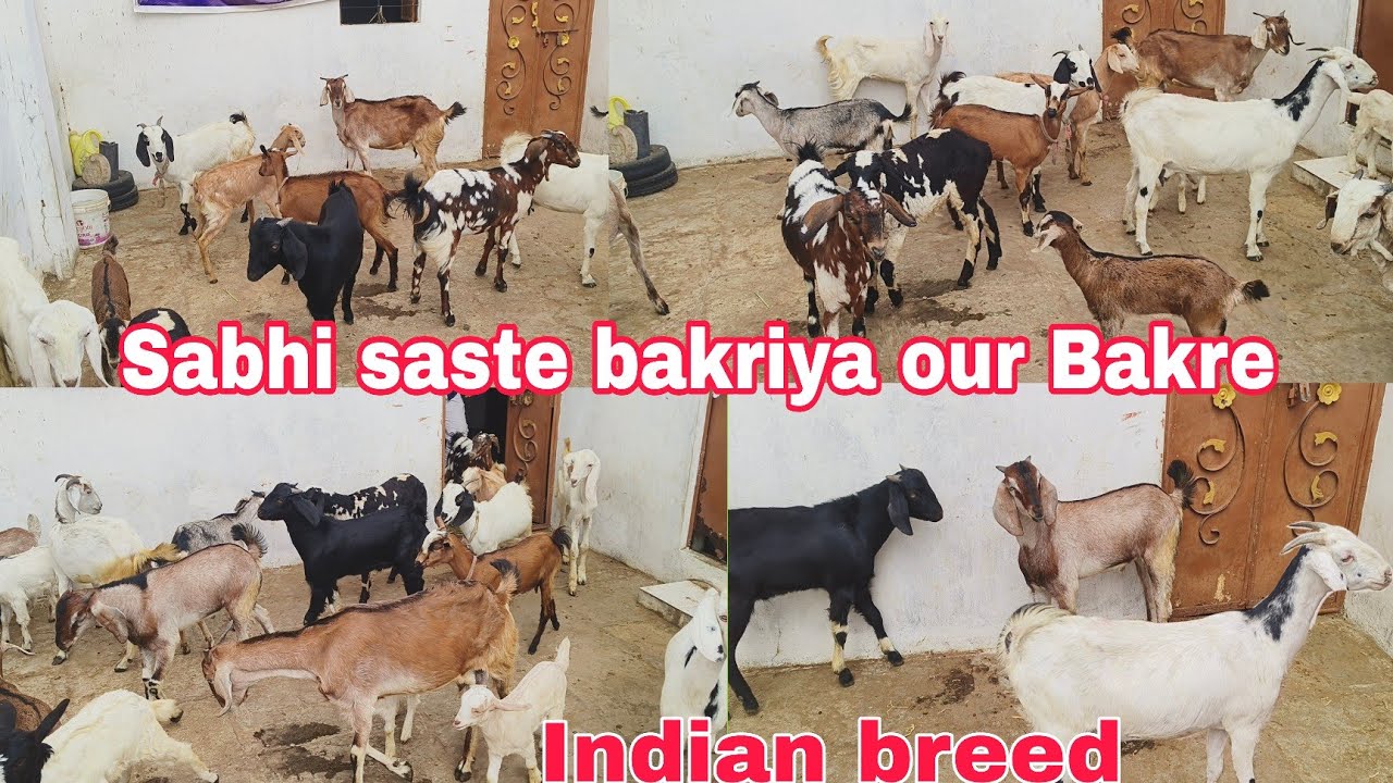 Indian breed ke bakriya or Bakre ka Bade lot hai available in Hyderabad 