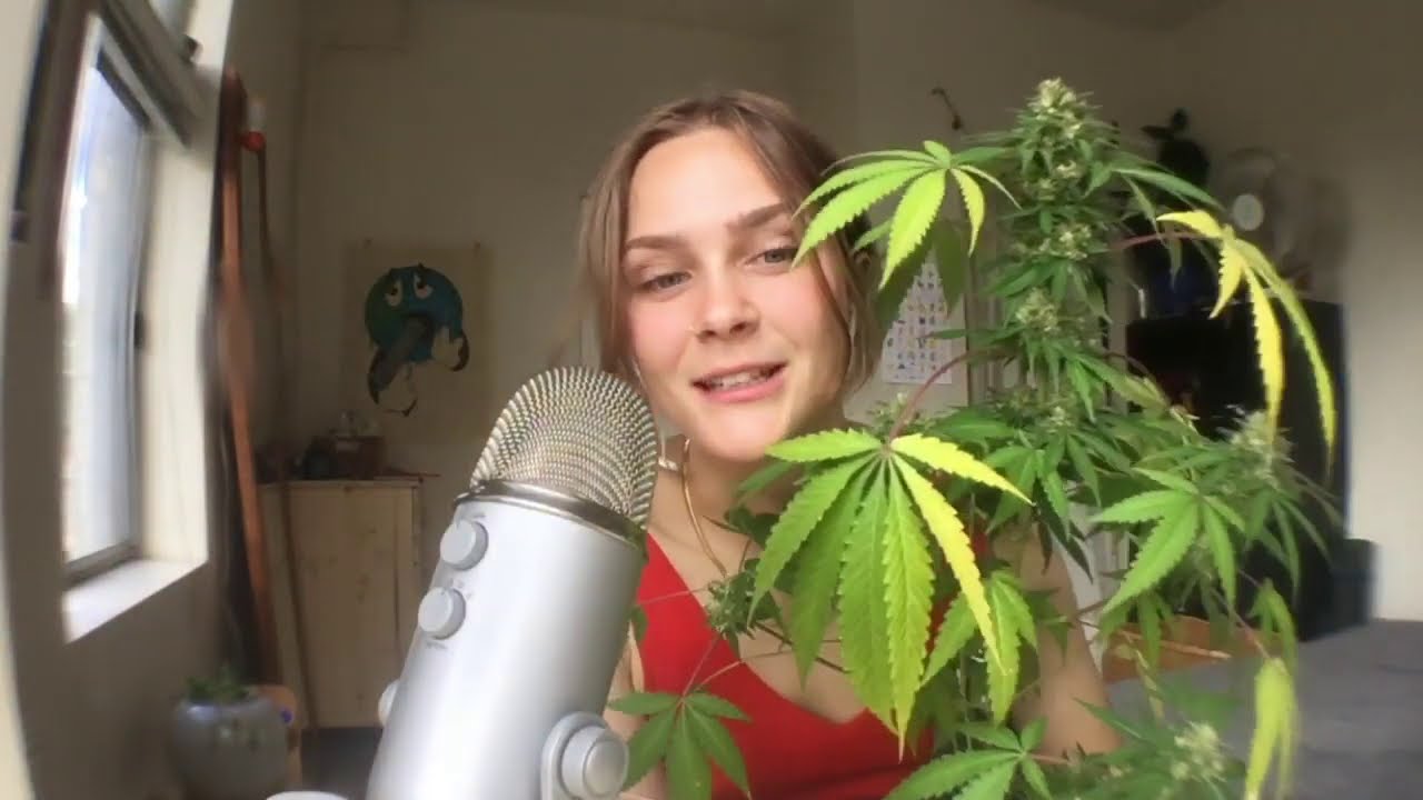 ASMR Joint Rolling + Smoking plus  meet my weed plant