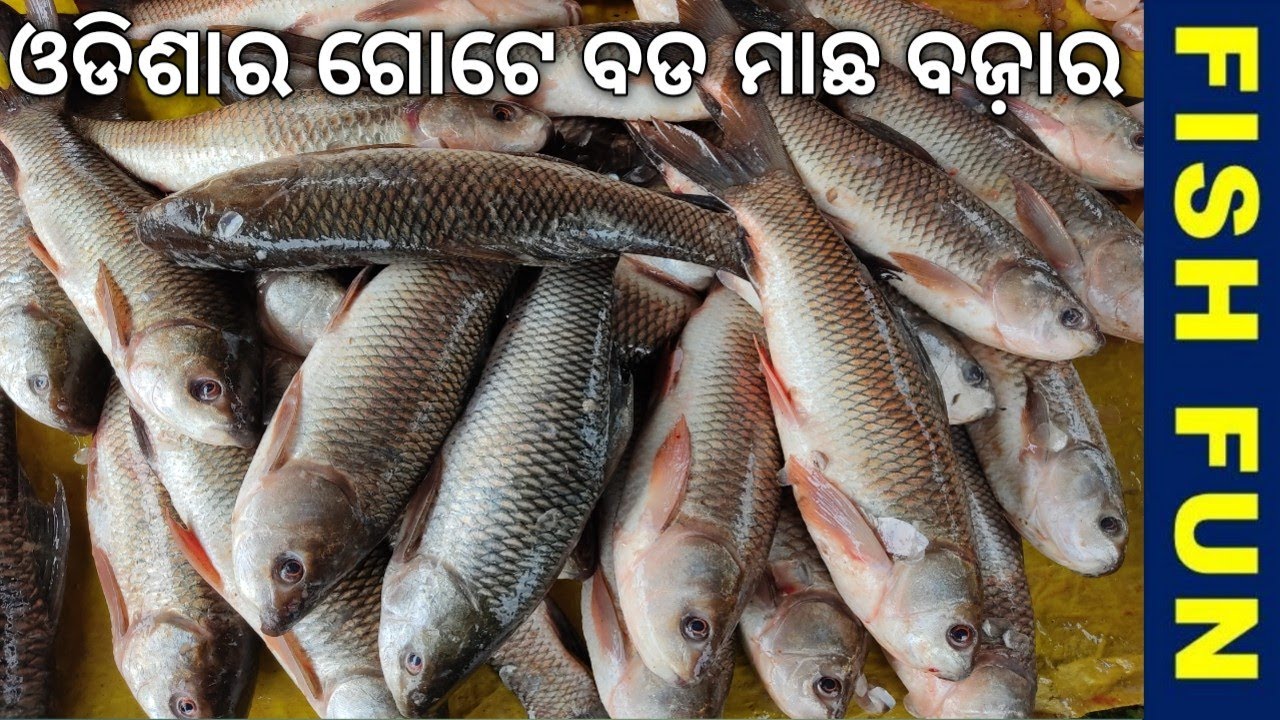 visit to the biggest fish market of odisha state of India