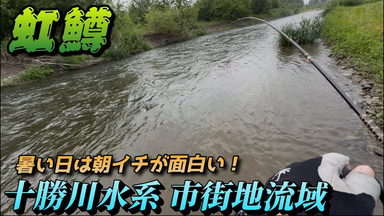 【十勝川釣り】猛暑の日は朝イチ勝負！真夏のニジマス有名河川 の市街地エリアを釣査･･･