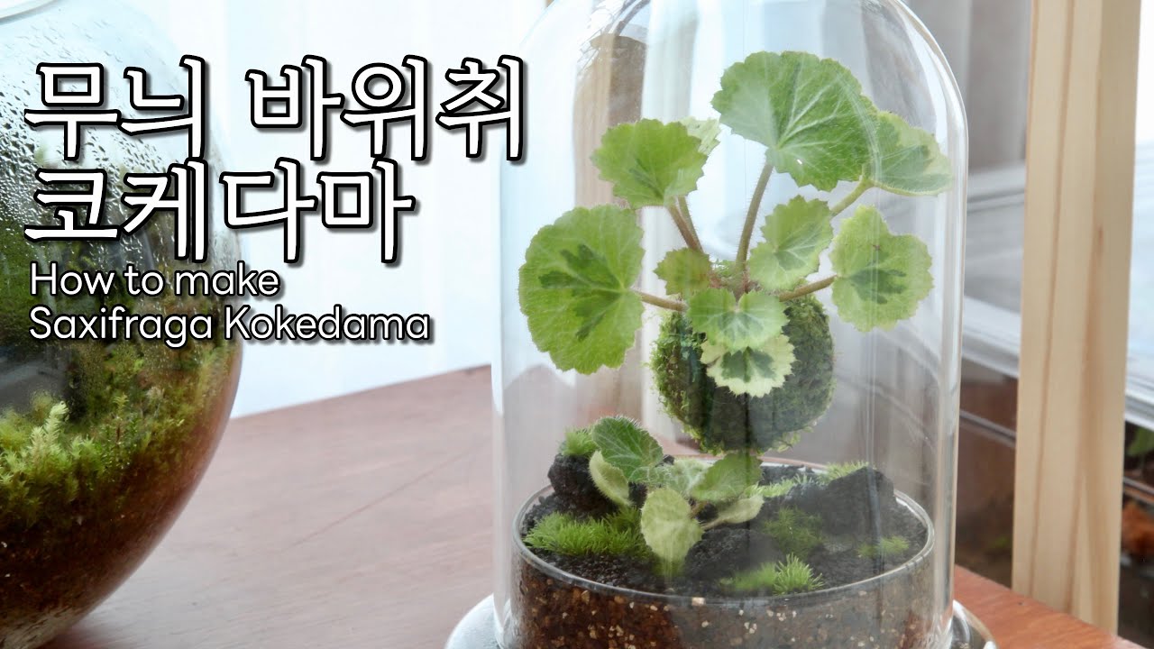 무늬 바위취 행잉 코케다마 만들기 l How to make a Saxifraga Kokedama