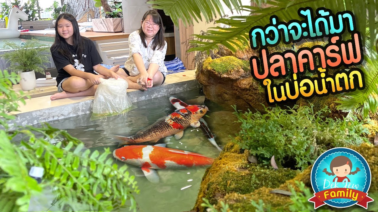 กว่าจะได้มา ปลาคาร์ฟ ในบ่อน้ำตก