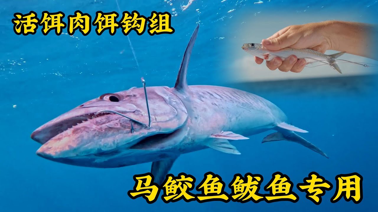 「寶藏部落客」活餌肉餌釣馬鮫鮁魚釣組海釣船釣超低溫冷櫃保鮮#活餌#海釣#海釣鮁魚