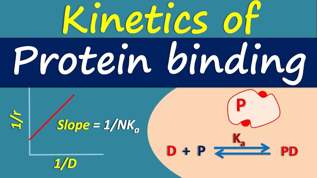 Kinetics of Protein binding