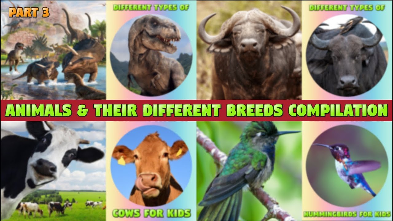 Compilation of Different Animal Breeds for Kids #animalnames  #kidsvideo #learnanimals  #kiddizoo